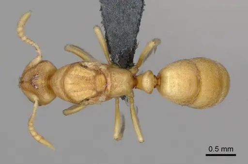 Cryptopone ochracea - CASENT0872498