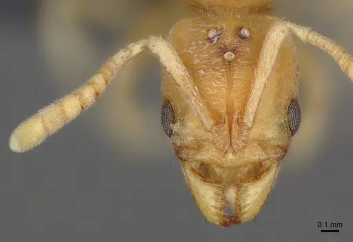 Cryptopone ochracea - CASENT0872498