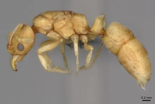 Cryptopone ochracea - CASENT0872498