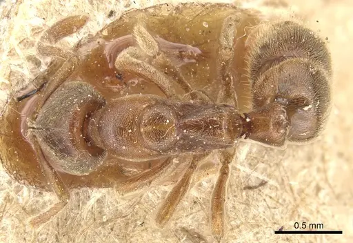 Cryptopone ochracea - CASENT0903939