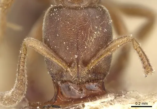 Cryptopone ochracea - CASENT0903939