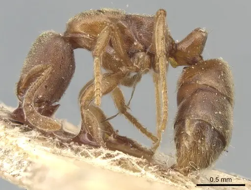 Cryptopone ochracea - CASENT0903939