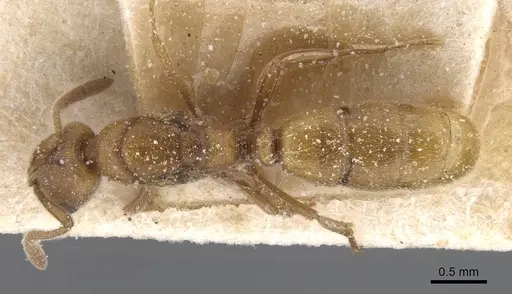 Cryptopone ochracea - CASENT0915271