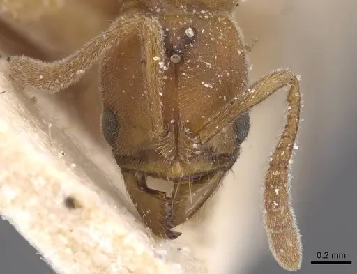 Cryptopone ochracea - CASENT0915271