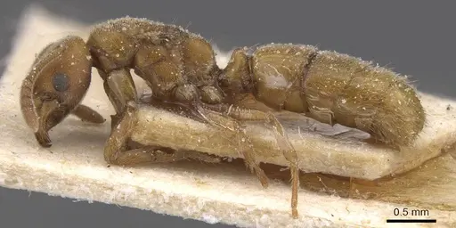 Cryptopone ochracea - CASENT0915271