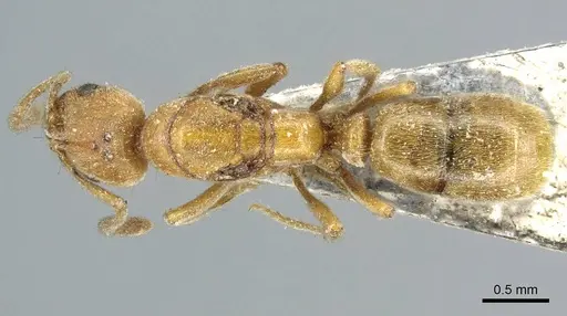 Cryptopone ochracea - CASENT0915935