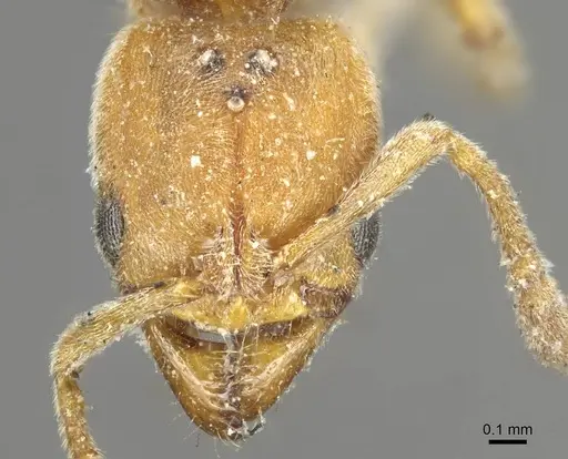 Cryptopone ochracea - CASENT0915935