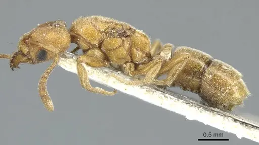 Cryptopone ochracea - CASENT0915935