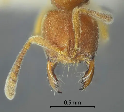 Cryptopone recticlypea specimen