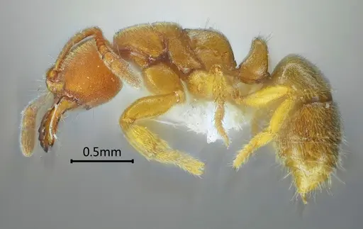 Cryptopone recticlypea specimen