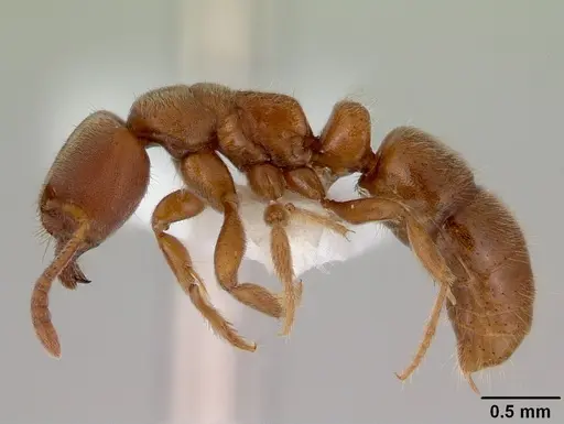 Cryptopone rotundiceps specimen