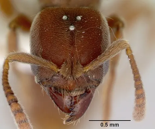 Cryptopone rotundiceps - CASENT0172101