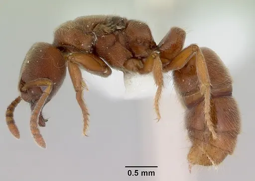 Cryptopone rotundiceps - CASENT0172101