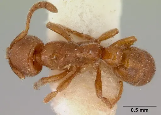 Cryptopone rotundiceps - CASENT0172110