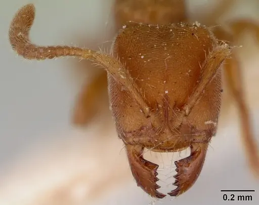 Cryptopone rotundiceps - CASENT0172110