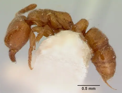 Cryptopone rotundiceps - CASENT0172110