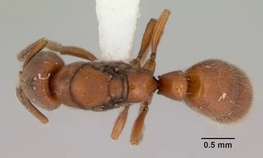 Cryptopone rotundiceps - CASENT0172111