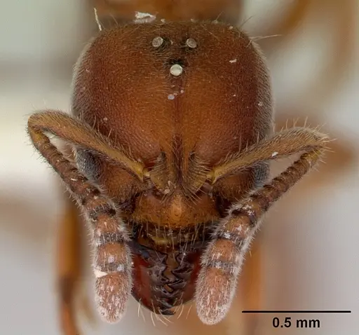 Cryptopone rotundiceps - CASENT0172111