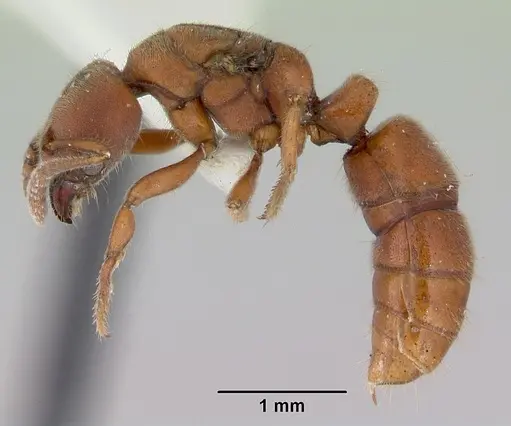 Cryptopone rotundiceps - CASENT0172111