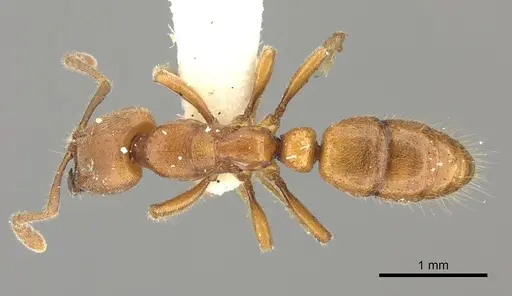 Cryptopone rotundiceps - CASENT0260413