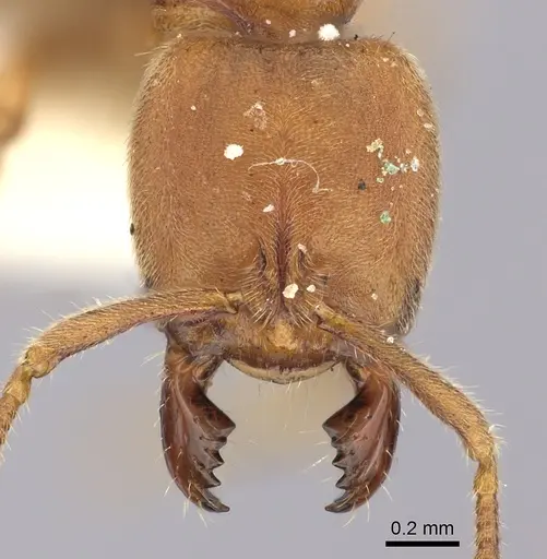 Cryptopone rotundiceps - CASENT0260413