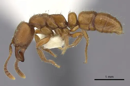 Cryptopone rotundiceps - CASENT0260413