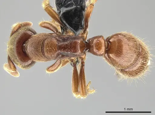 Cryptopone rotundiceps - CASENT0650363