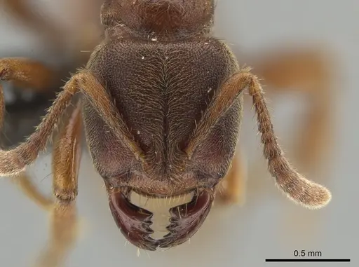 Cryptopone rotundiceps - CASENT0650363