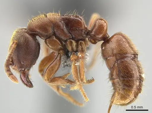 Cryptopone rotundiceps - CASENT0650363