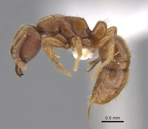 Cryptopone rotundiceps - CASENT0887813