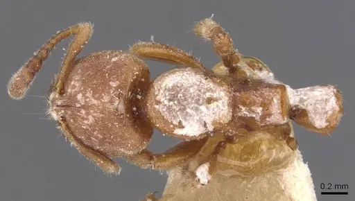 Cryptopone rotundiceps - CASENT0907318