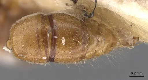 Cryptopone rotundiceps - CASENT0907318