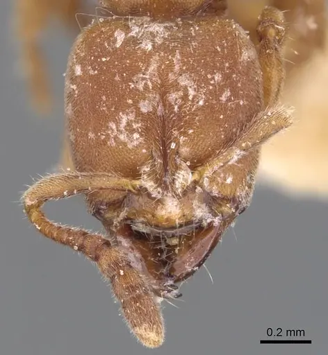 Cryptopone rotundiceps - CASENT0907318