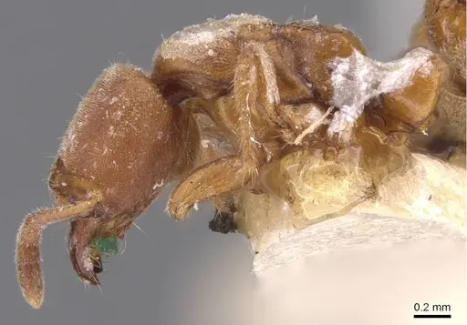 Cryptopone rotundiceps - CASENT0907318