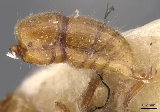 Cryptopone rotundiceps - CASENT0907318