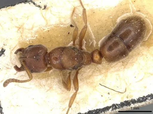 Cryptopone rotundiceps - CASENT0915174