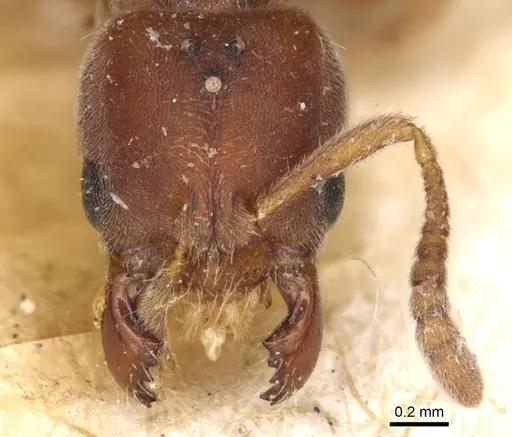 Cryptopone rotundiceps - CASENT0915174