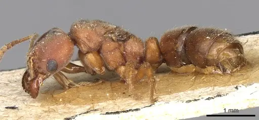 Cryptopone rotundiceps - CASENT0915174