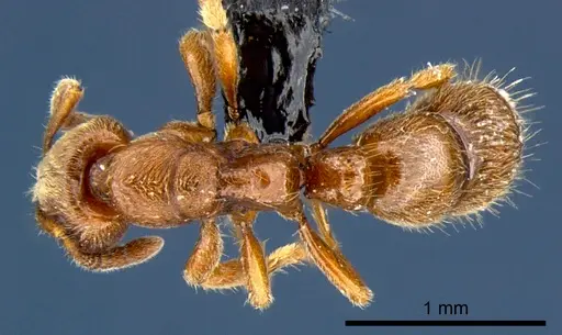 Cryptopone rotundiceps - CSIRONC0057