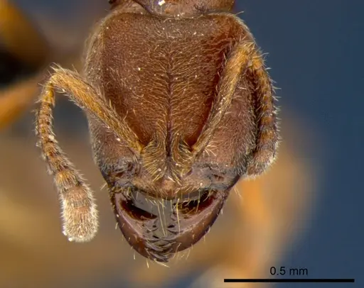 Cryptopone rotundiceps - CSIRONC0057