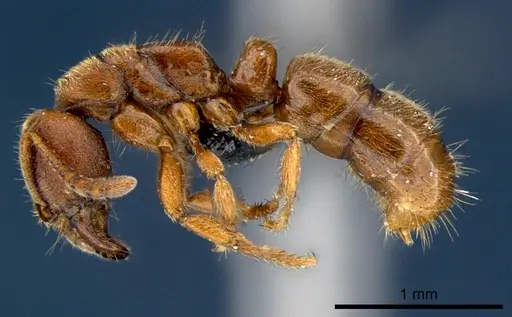 Cryptopone rotundiceps - CSIRONC0057