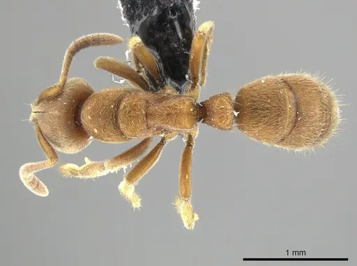 Cryptopone sauteri specimen