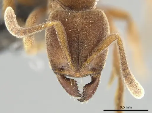 Cryptopone sauteri specimen