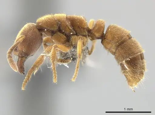 Cryptopone sauteri specimen