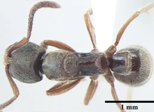 Cryptopone subterranea specimen