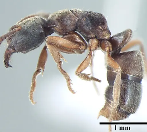 Cryptopone subterranea specimen