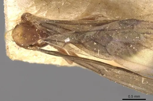 Cryptopone taivanae specimen