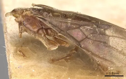Cryptopone taivanae specimen