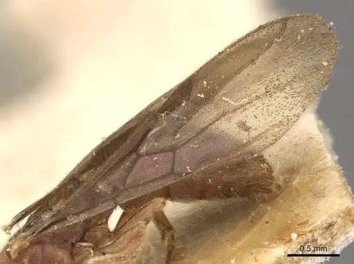 Cryptopone taivanae specimen