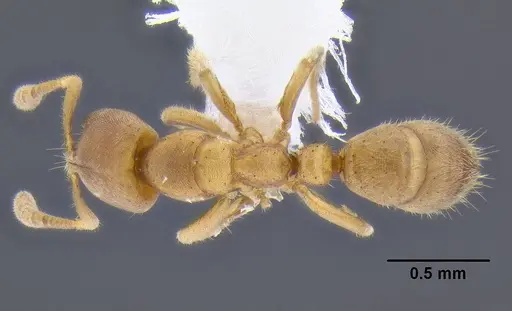 Cryptopone testacea specimen